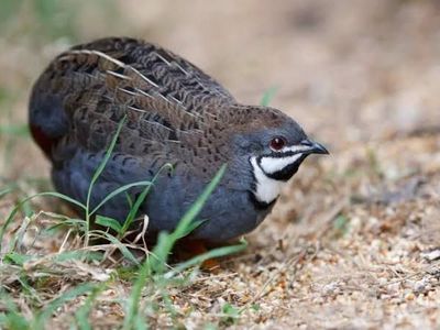 Button quail trade