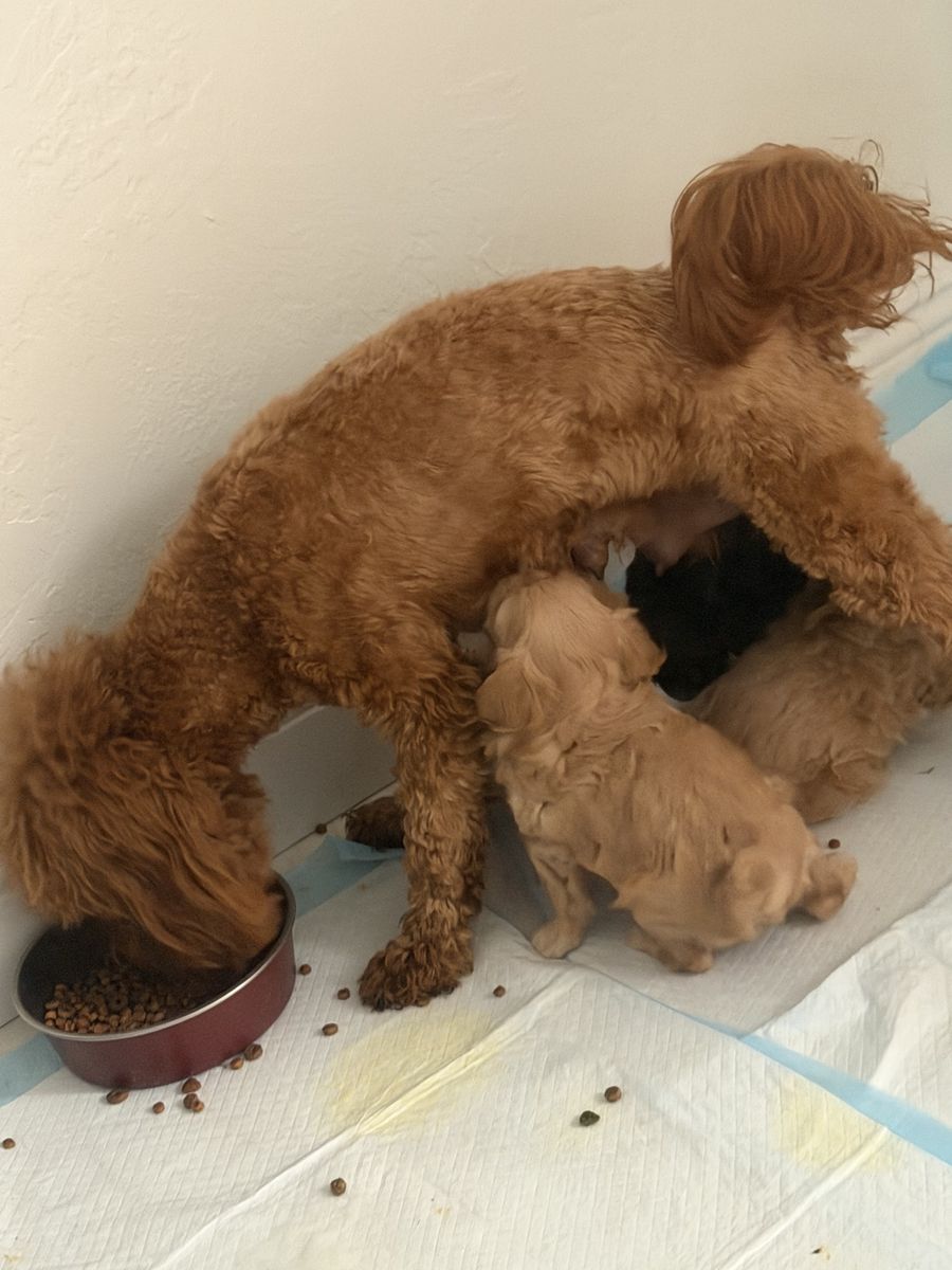 Two Females And Two Males  250 Each