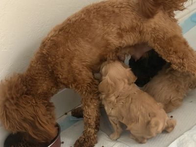 Two Females And Two Males 250 Each