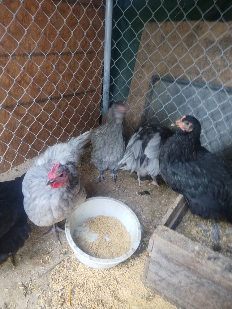 copper moran/Orpington pullets