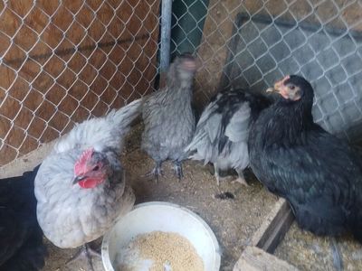copper moran/Orpington pullets