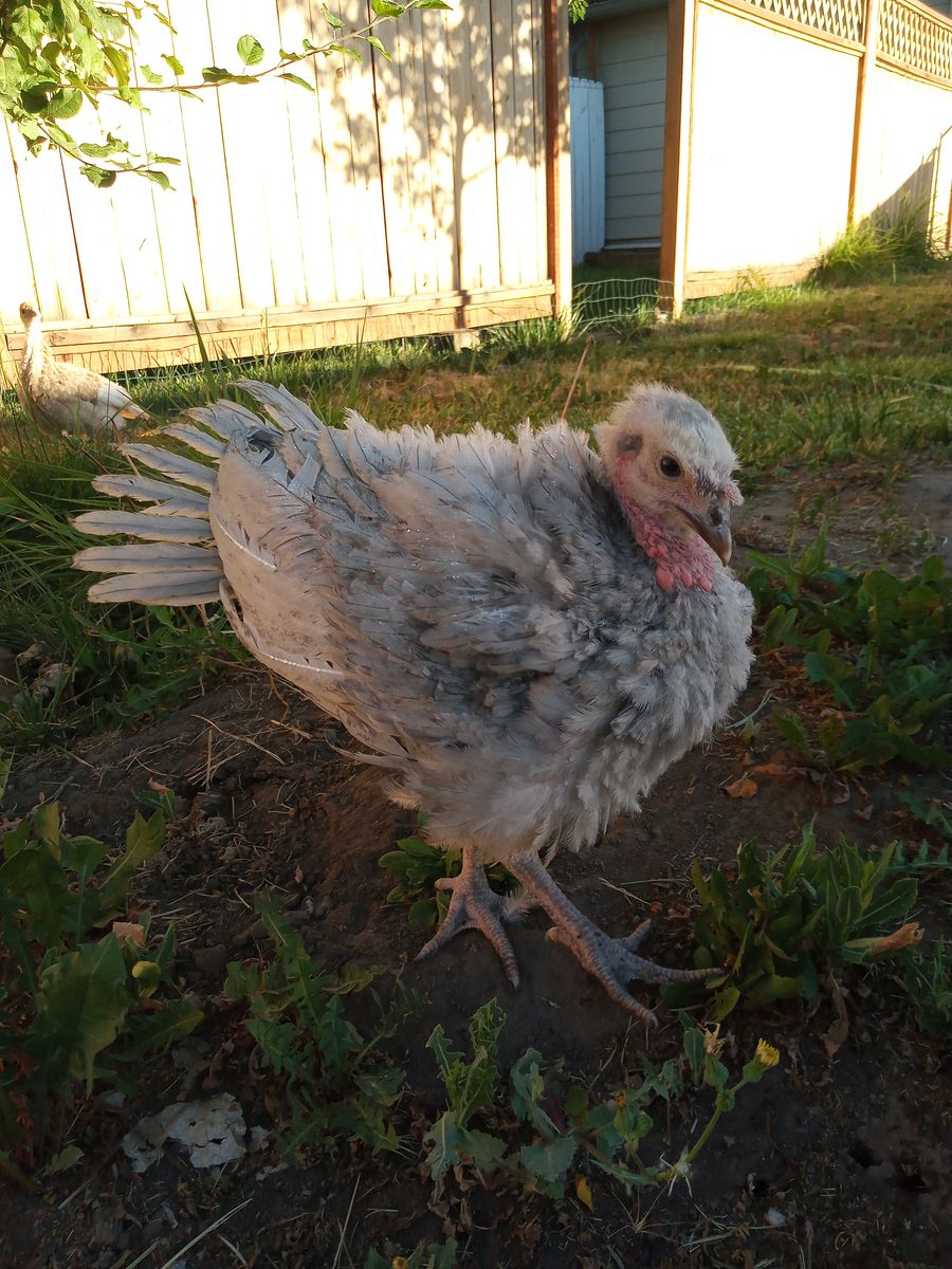 Heritage Turkey Poults