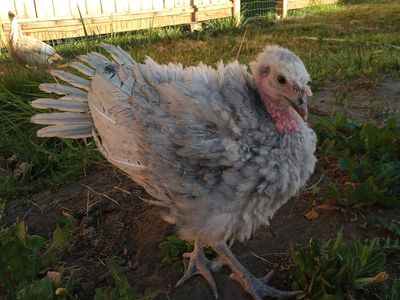 Heritage Turkey Poults