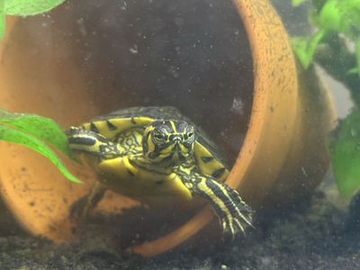 40 gallon tank and pets