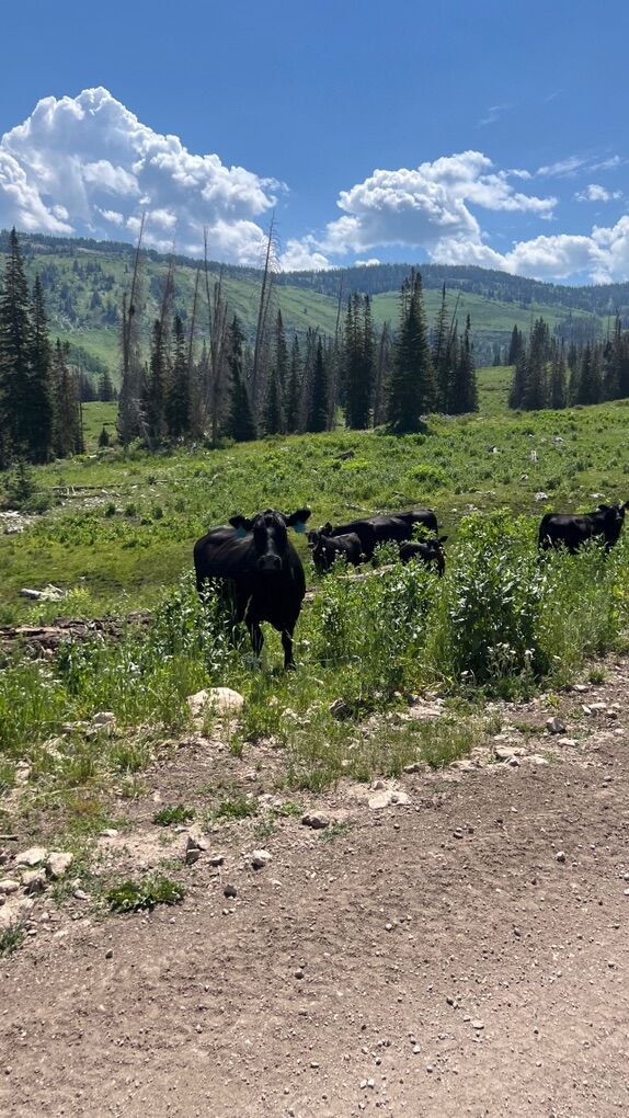 ISO: livestock/ cattle job