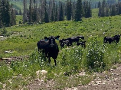 ISO: livestock/ cattle job