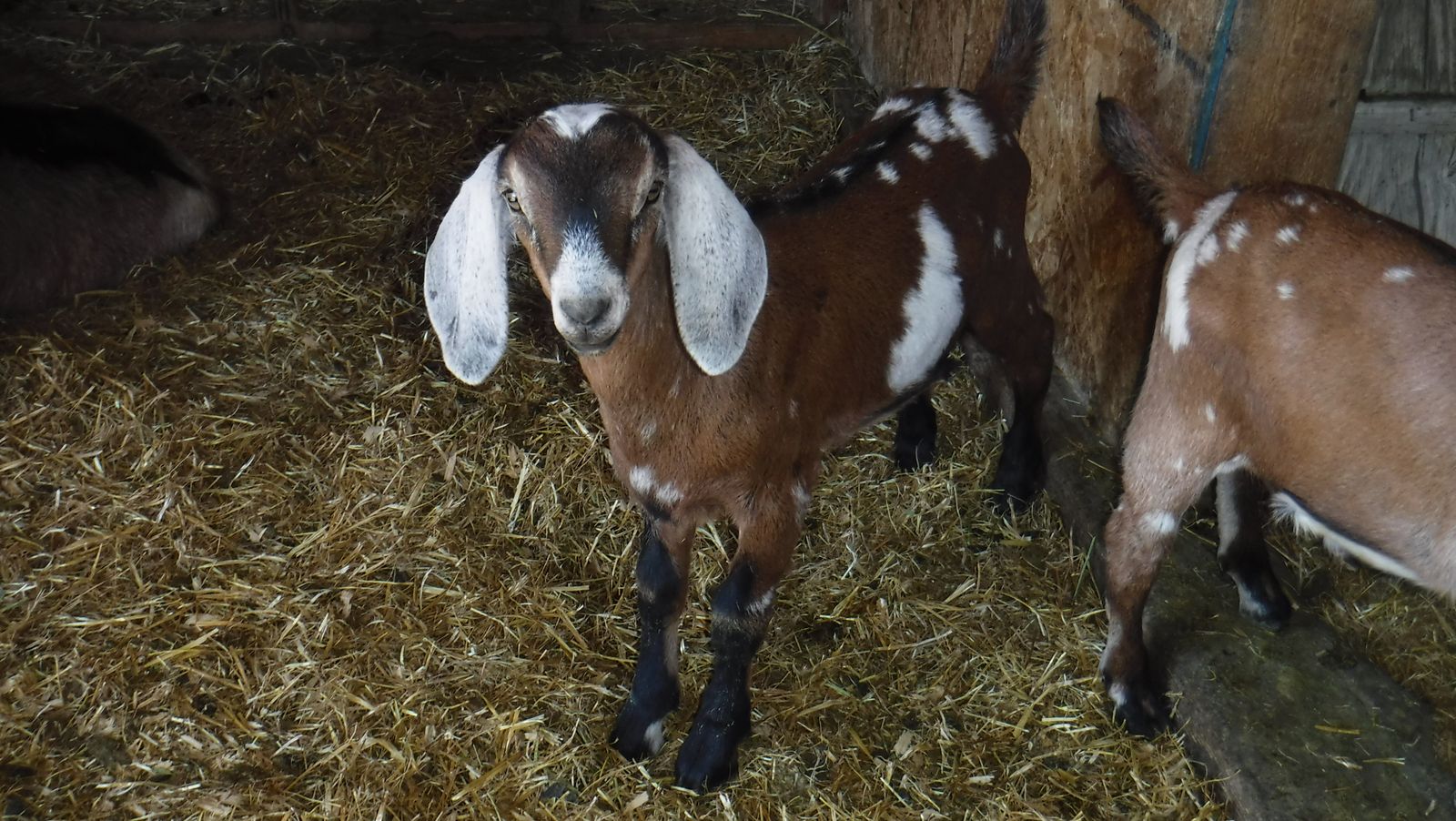 Alpine / Nubian mix bottle baby goats