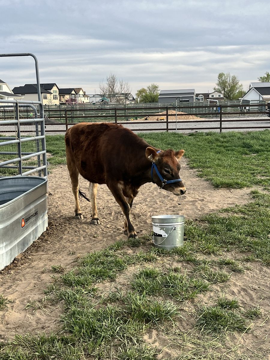 Pregnant Jersey: Due September