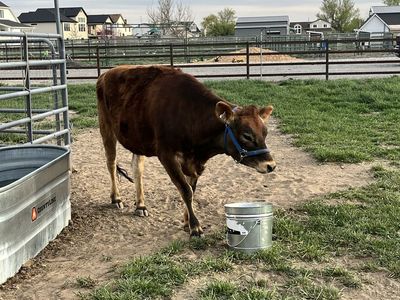 Pregnant Jersey: Due September