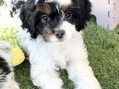 Cavapoo Girls | Potty & Crate Trained | DNA Tested