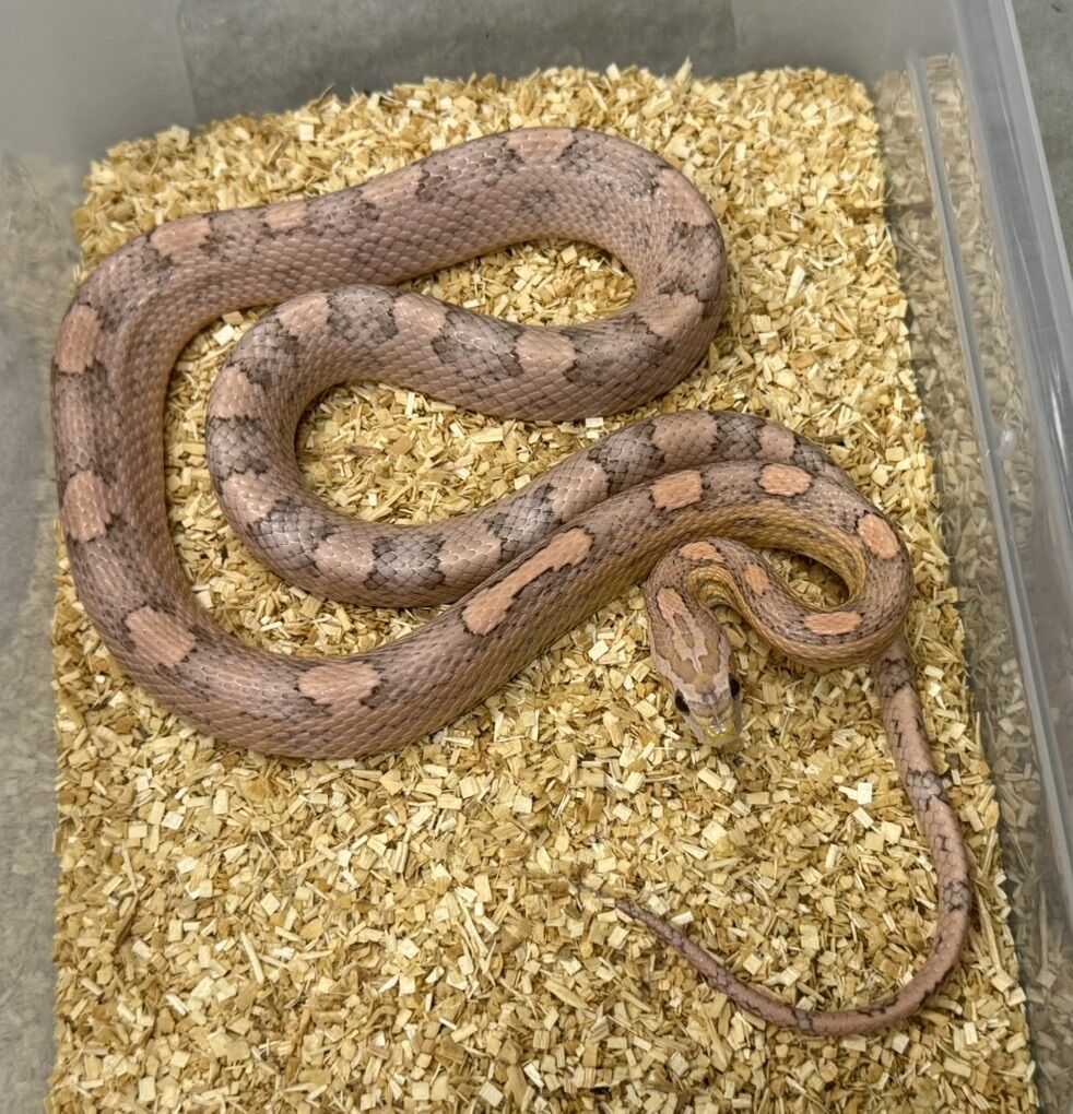 2024 Cornsnake Pair