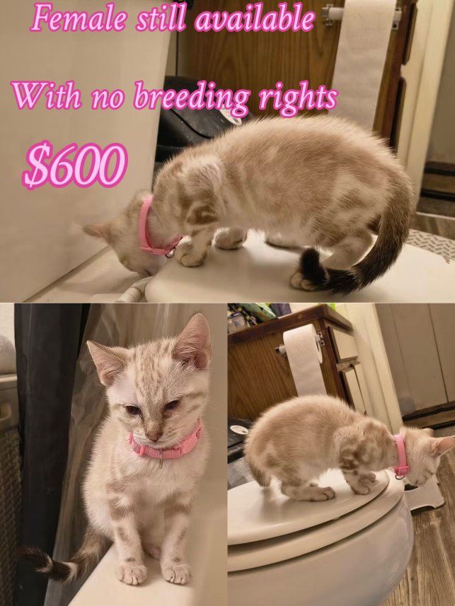 purebred marble Bengal kittens for sale please read ad they are ready for their new homes