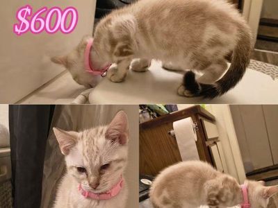 purebred marble Bengal kittens for sale please read ad they are ready for their new homes