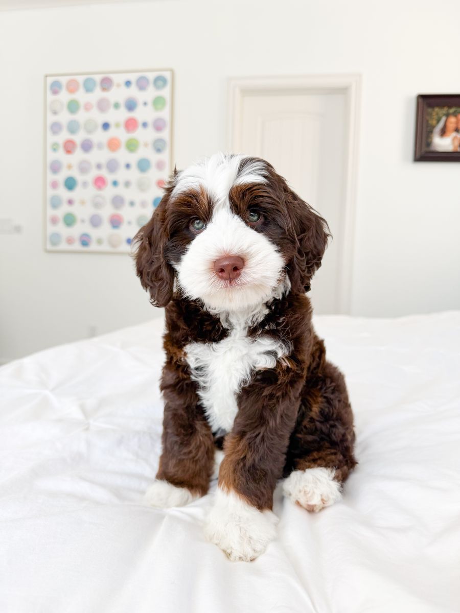 Chocolate Mini Bernedoodle girl