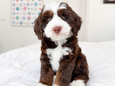 Chocolate Mini Bernedoodle girl