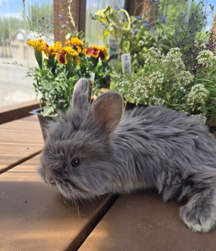 Lionhead/Angora