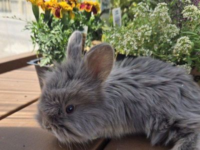 Lionhead/Angora