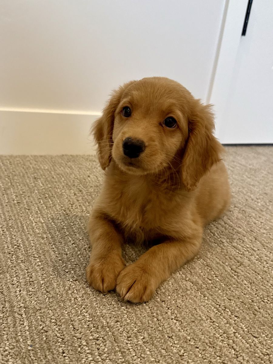 Adorable Golden Doodle Puppy