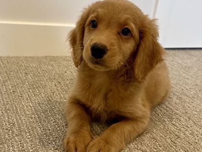 Adorable Golden Doodle Puppy