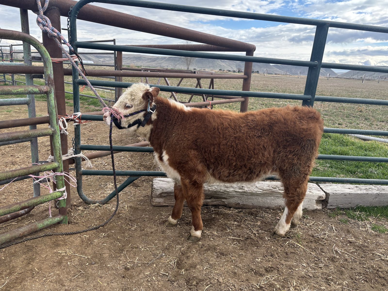 Registered Mini Miniature Hereford Heifer