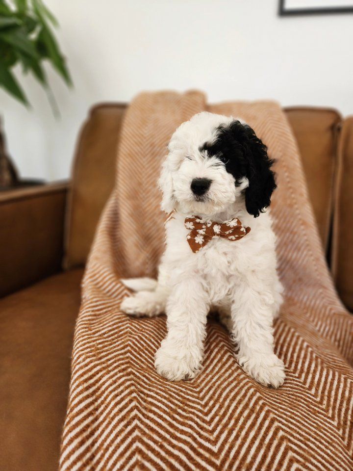 Mini Sheepadoodle Puppies