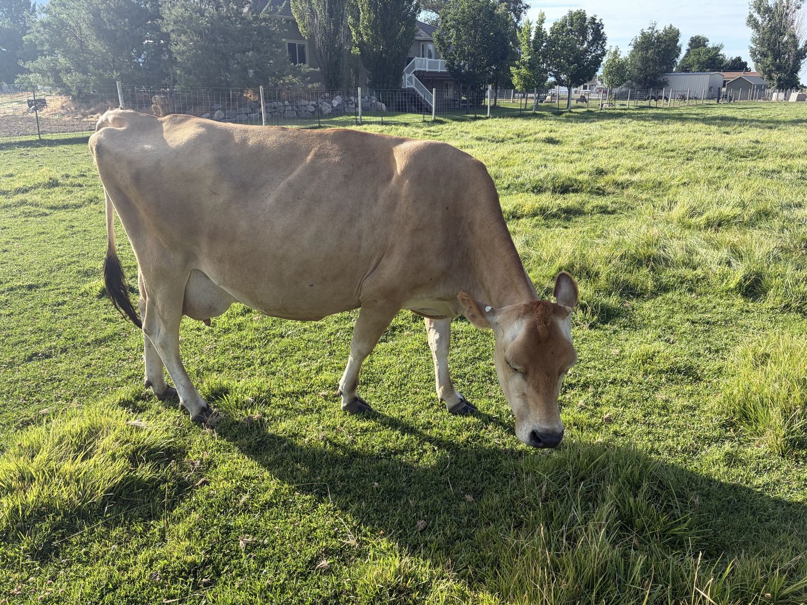 Registered, A2/A2, Bred Jersey Cow