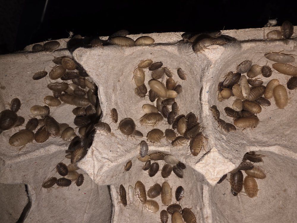 Dubia Roaches
