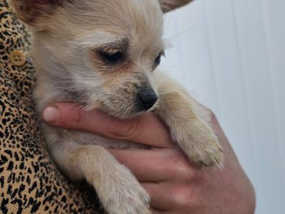 Tiny Chihuahua Yorkie mix female puppy