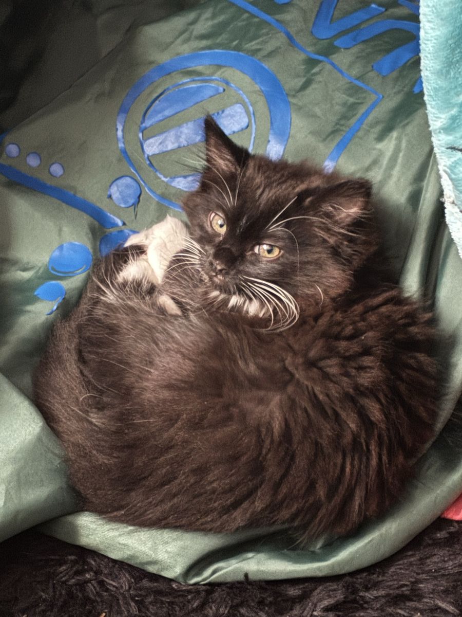 Adorable 10 Week-Old black/white Female Kitten