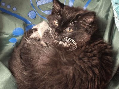Adorable 10 Week-Old black/white Female Kitten