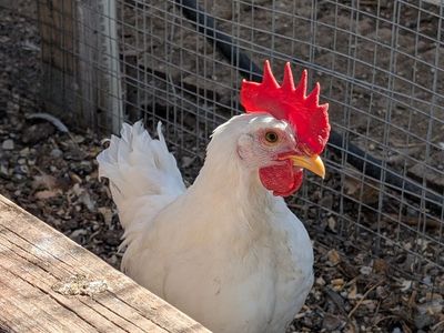 7-Week Old White Leghorn Roosters - FREE
