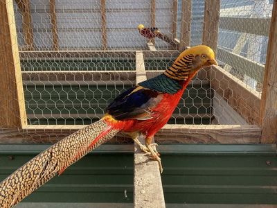 Red Golden Pheasant Eggs for Hatching