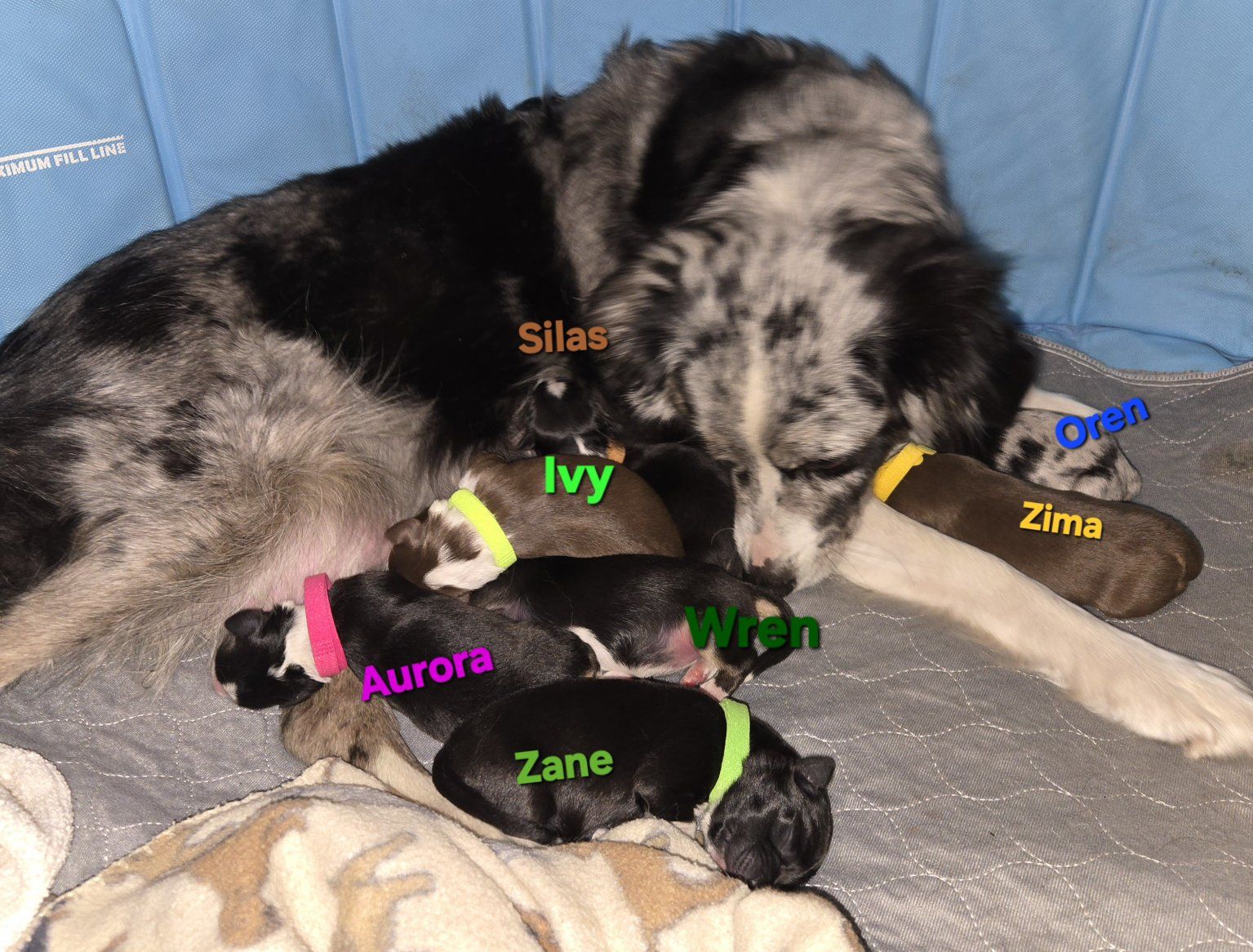 Australian Shepherd (Aussie -mini) 5 puppies