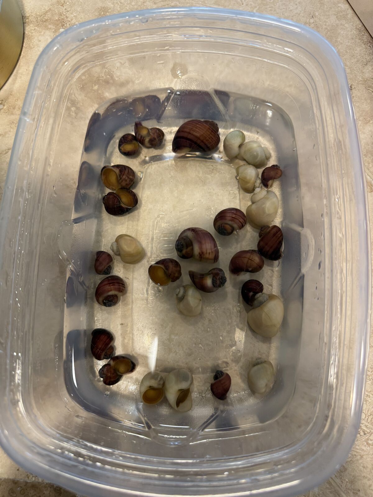 Magenta And Ivory Mystery Snails