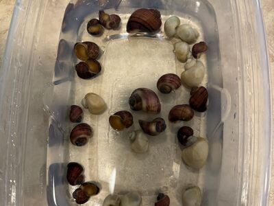 Magenta And Ivory Mystery Snails