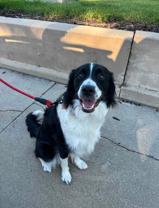Jaxson – Sweet 1-Year-Old Australian Shepherd/Idaho Shag Mix – Active Home Needed