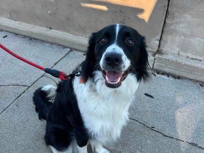 Jaxson – Sweet 1-Year-Old Australian Shepherd/Idaho Shag Mix – Active Home Needed