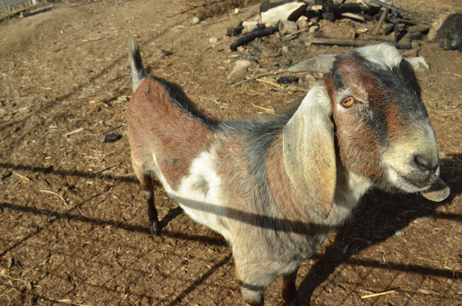 10 month old full Nubian Buckling