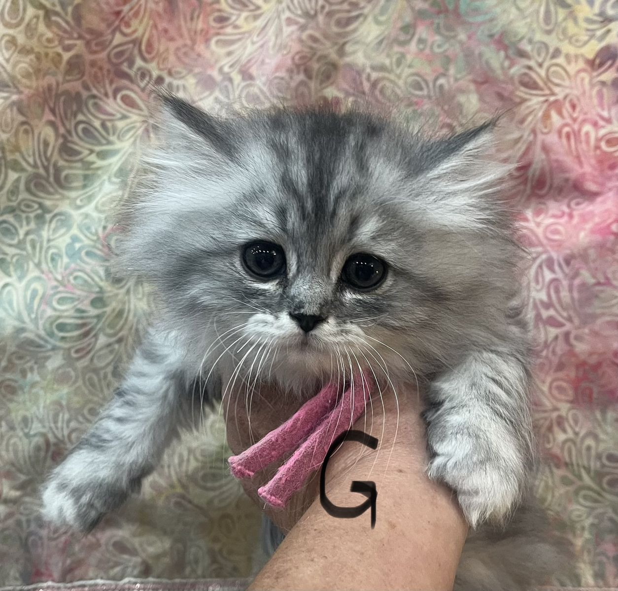 Exquisite Persian-Ragdoll Hybrid Kittens