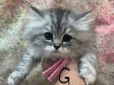 Exquisite Persian-Ragdoll Hybrid Kittens