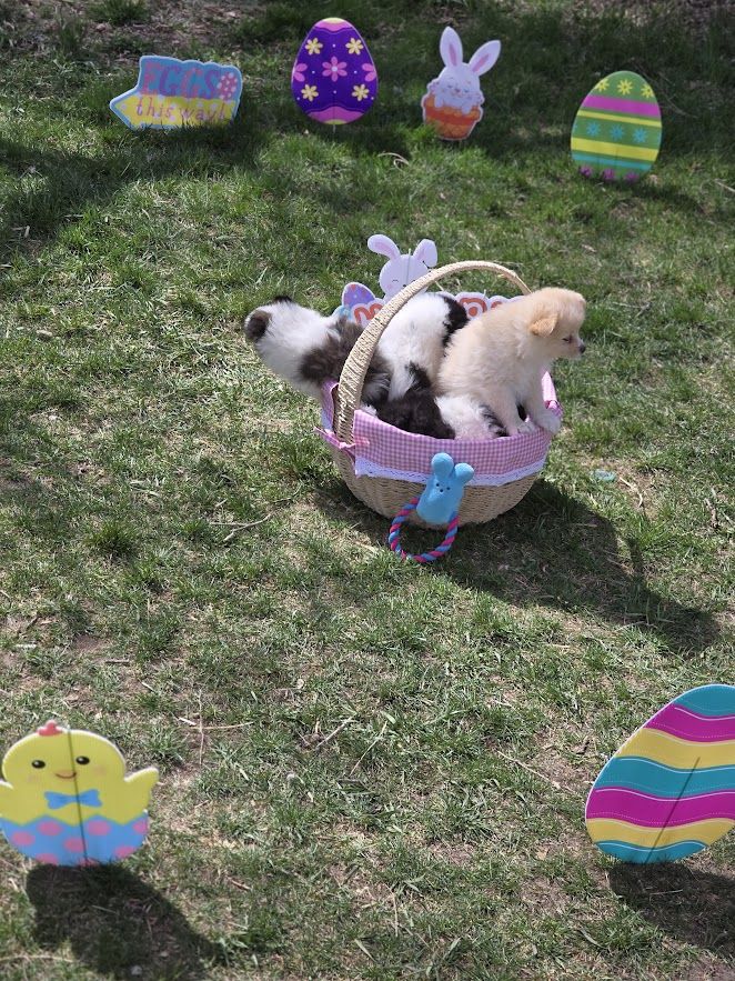 Hybrid 3/4 Pomeranian/ 1/4 Eskimos AKA (Pomimos or Pomskis) Just in Time For Easter