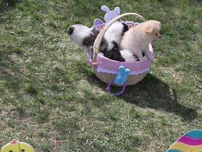 Hybrid 3/4 Pomeranian/ 1/4 Eskimos AKA (Pomimos or Pomskis) Just in Time For Easter