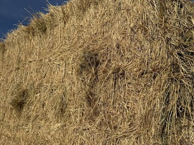 3x4x8 Grass Hay