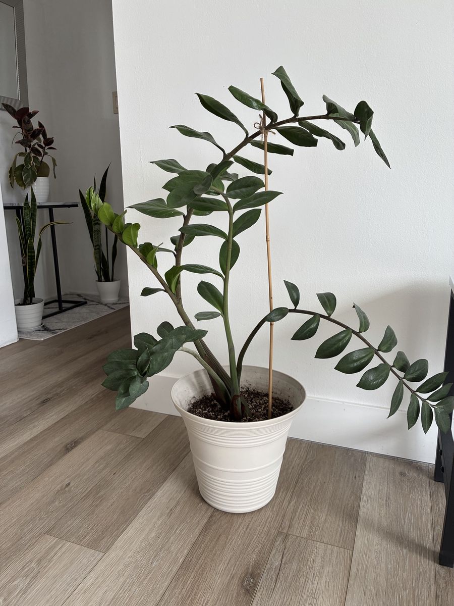 Large ZZ plant