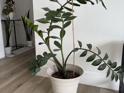 Large ZZ plant