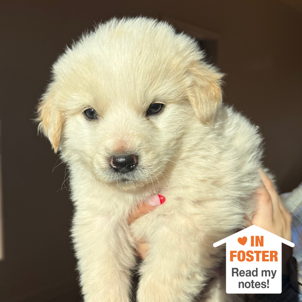 Hello my name is Momo