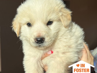 Hello my name is Momo