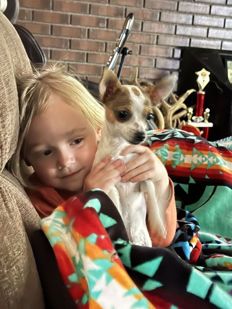 CHIHUAHUA (SMALL) NEUTERED MALE 8 MONTHS OLD DELIVERY POSSIBLE FOR A FEE