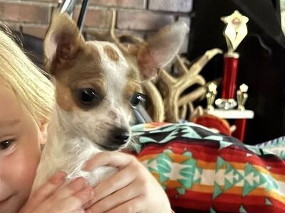CHIHUAHUA (SMALL) NEUTERED MALE 8 MONTHS OLD DELIVERY POSSIBLE FOR A FEE