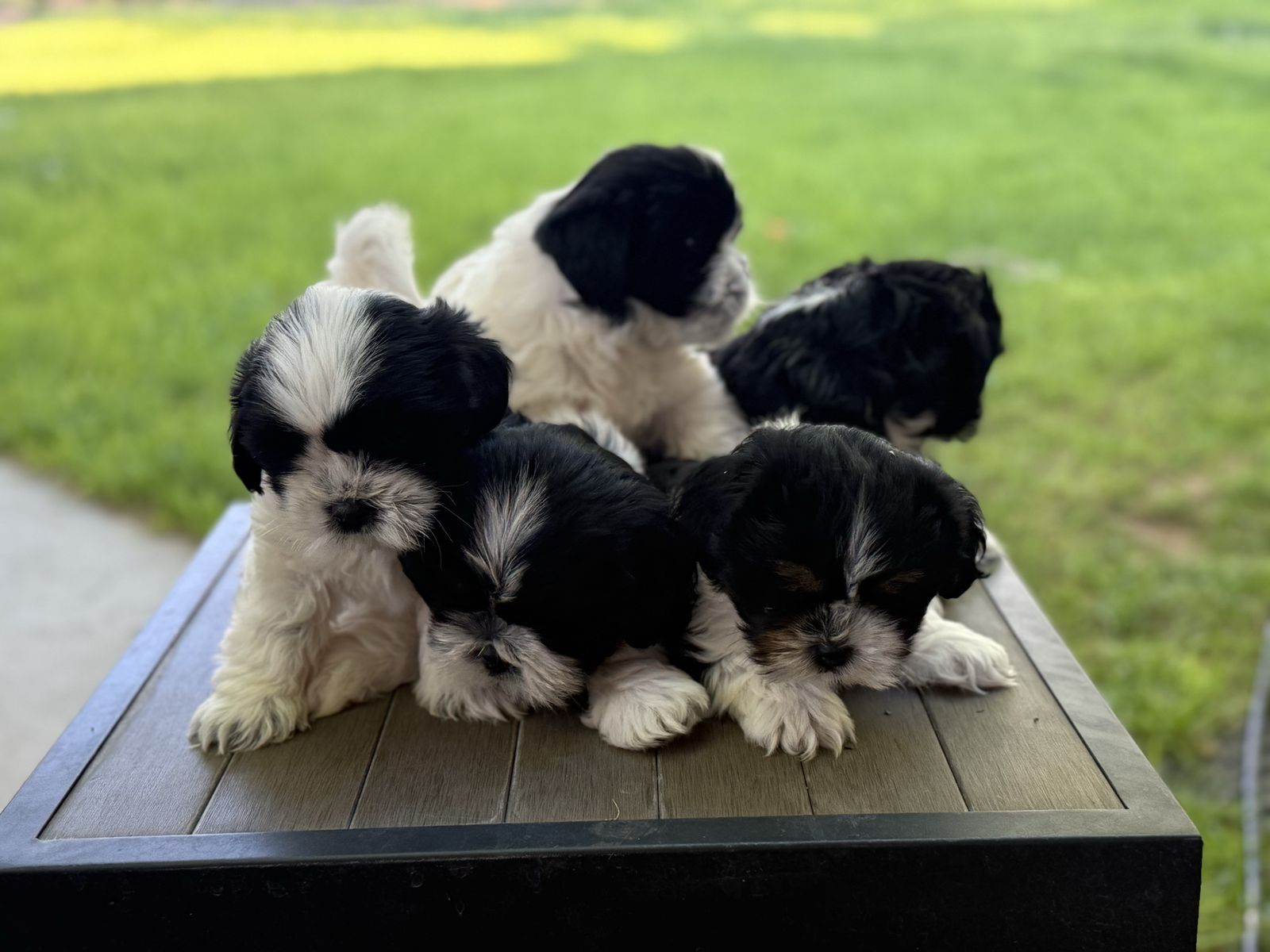 Hypoallergenic Shih Tzu Mix Puppies - 3/4 Shih Tzu, 1/4 Mini Australian Shepherd - Male Puppies